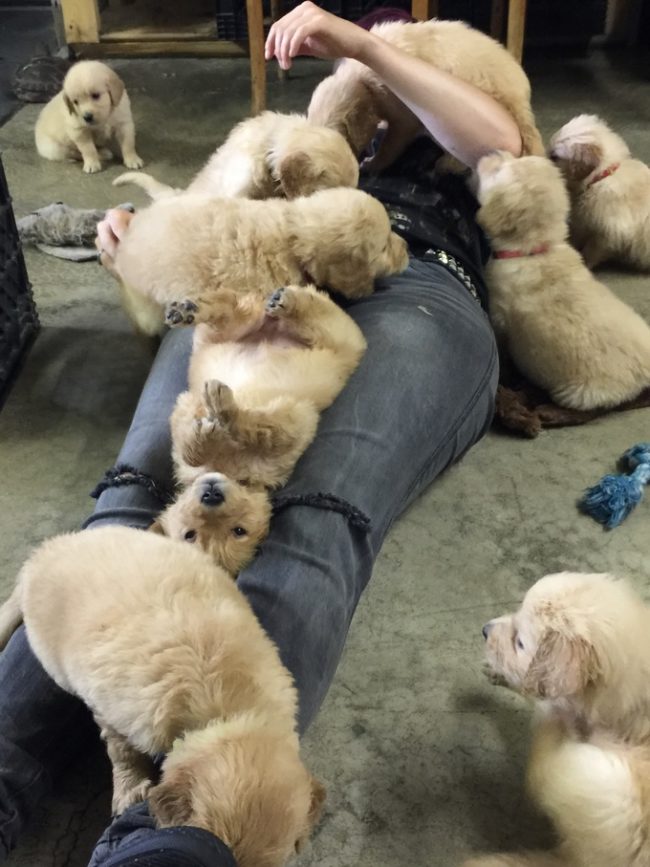 golden retriever 10