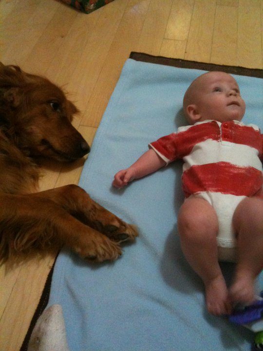 golden retriever 19