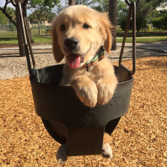 golden retriever 2