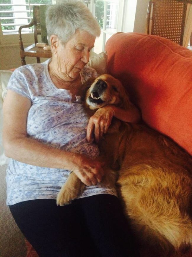 golden retriever 20