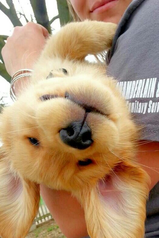 golden retriever 21