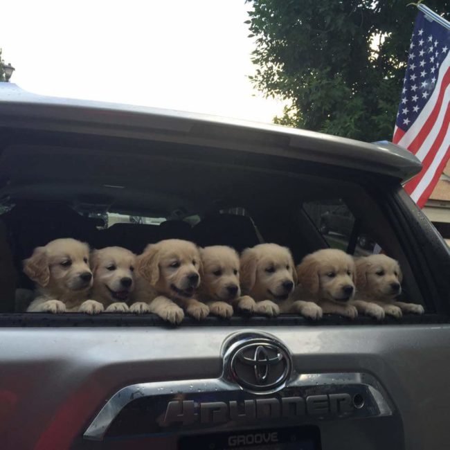 golden retriever 3