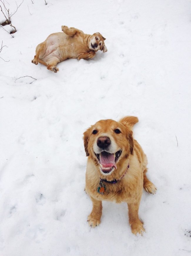 golden retriever 4