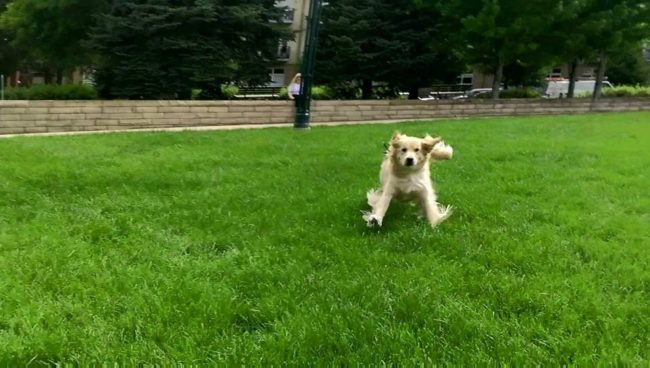 golden retriever 6