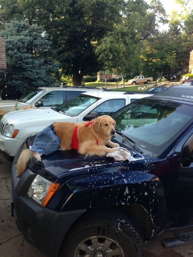 golden retriever 7