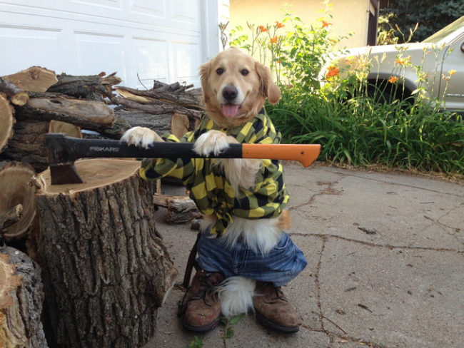 golden retriever 8