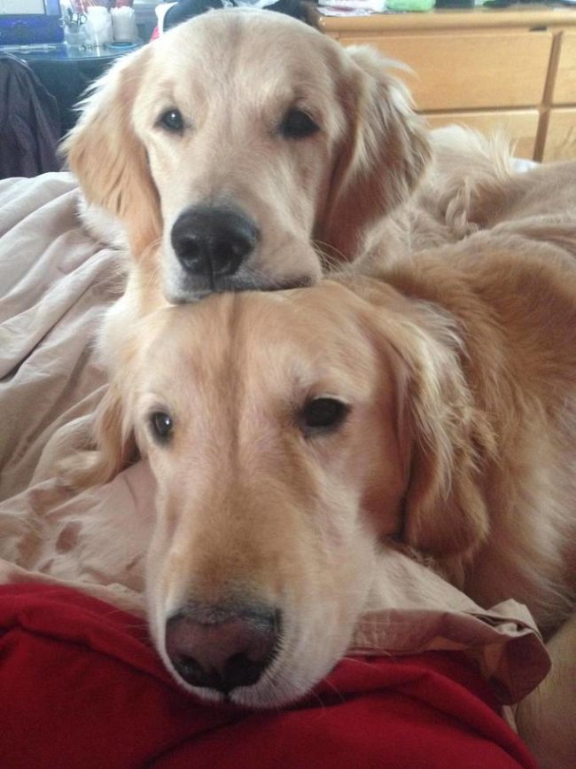 golden retriever 9